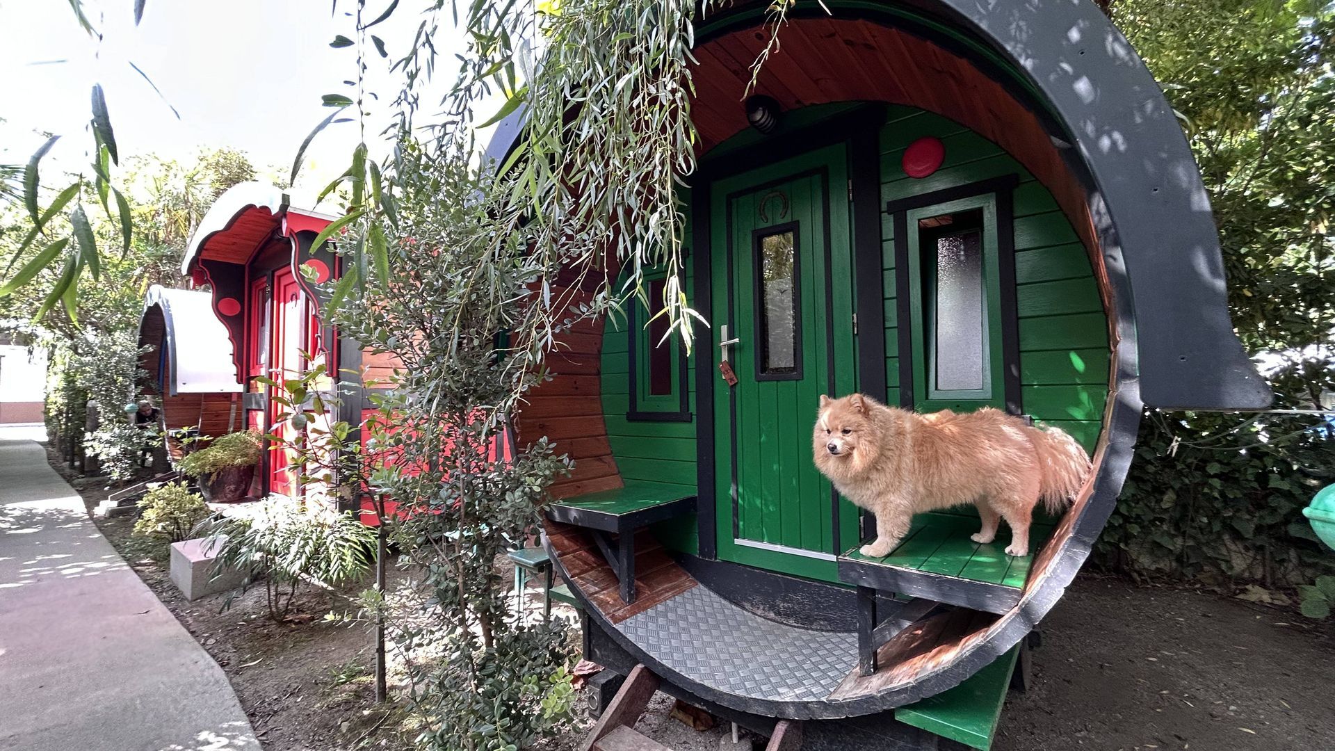 ¿De viaje con tu mejor amigo? Alojamientos petfriendly con masajes, comida especial y burbujas para perros