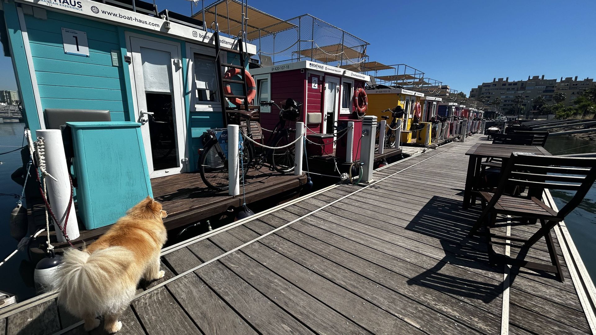 ¿De viaje con tu mejor amigo? Alojamientos petfriendly con masajes, comida especial y burbujas para perros