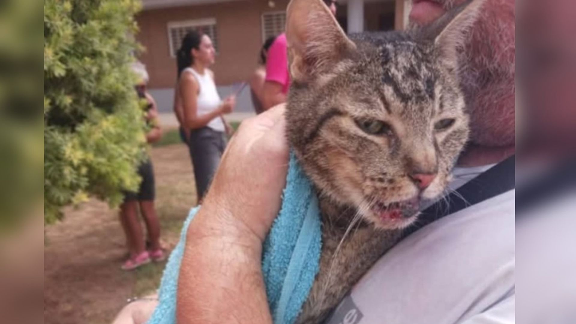Gato rescatado en Benetússer Gato rescatado en Benetússer