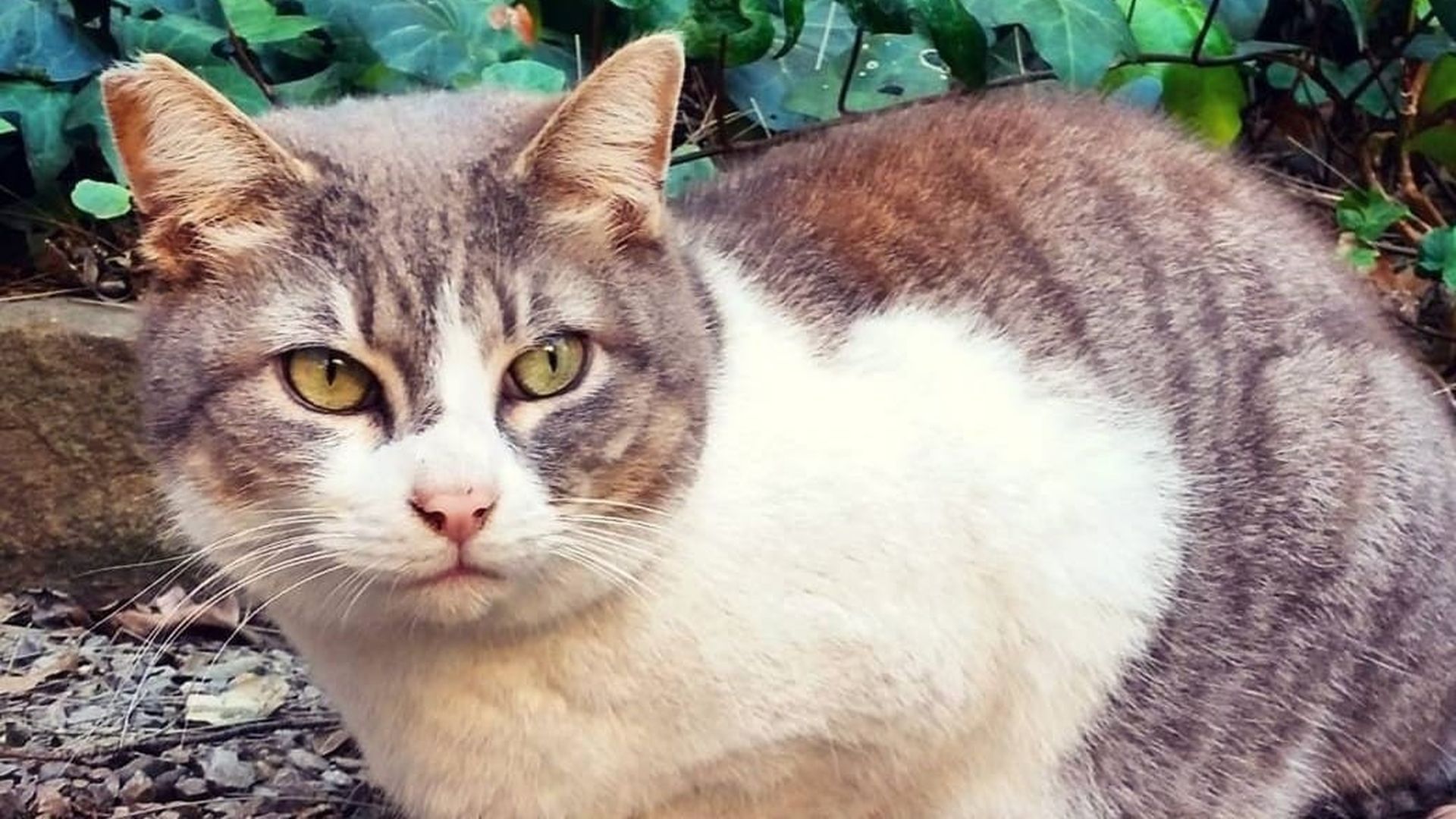 Thais es la gata más veterana