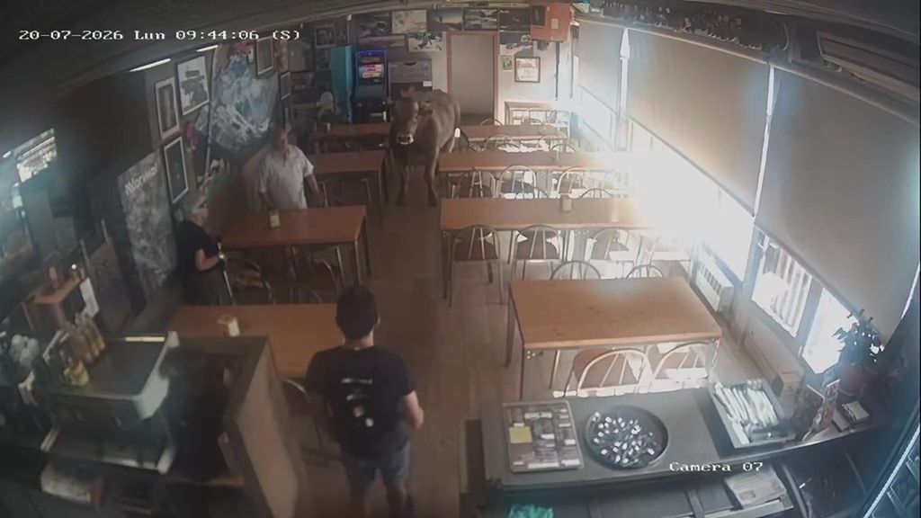 Un toro entra en un bar de Ribes de Freser, Girona