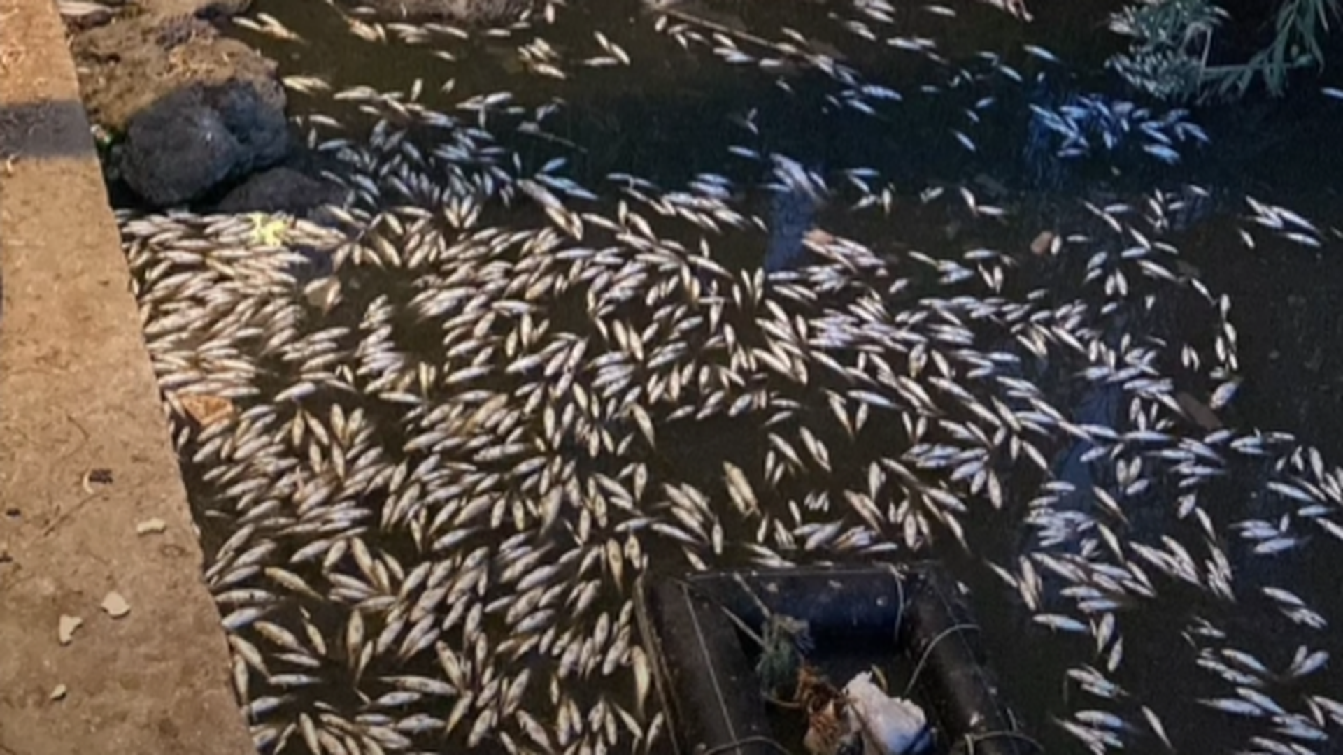 Aparecen centenares de peces muertos en la desembocadura del río Guadaiza de Marbella Aparecen centenares de peces muertos en la desembocadura del río Guadaiza de Marbella