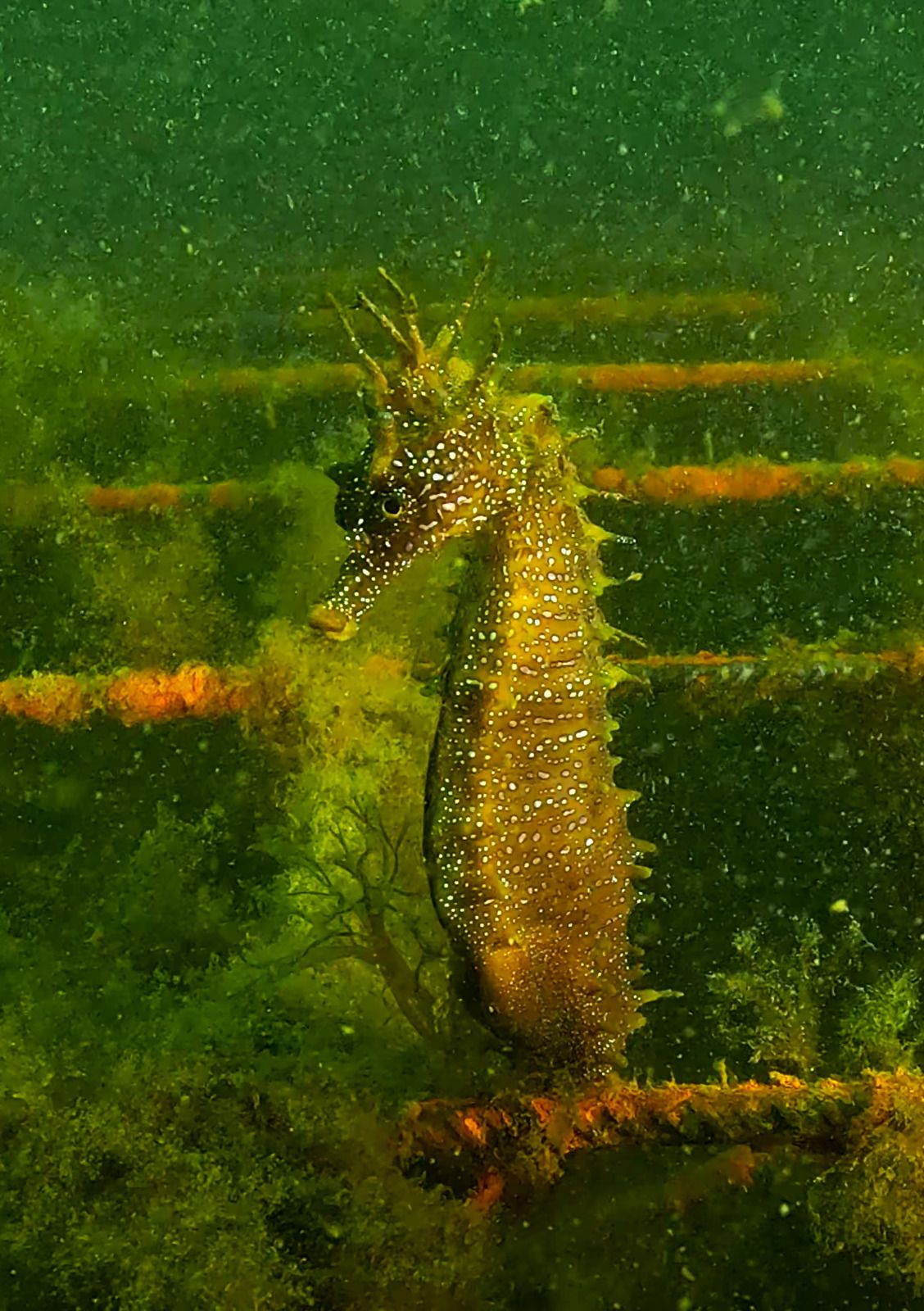 Caballito de mar avistado en Vigo