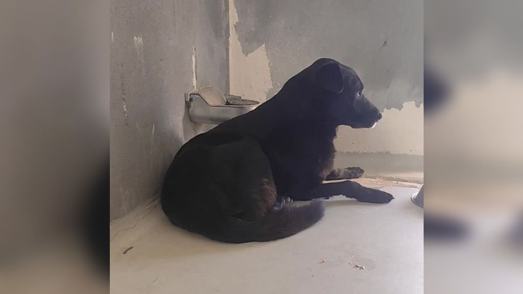 Carballal, el perro del hombre fallecido en Palas de Rei, busca una nueva familia tras quedarse solo