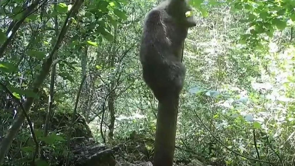 El oso pardo miente para poder disuadir a sus enemigos: finge ser más grande y alto