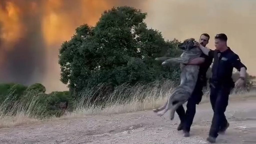 La Guardia Civil salva a un perro de las llamas en Pelayos de la Presa, Madrid: “No dejamos a nadie atrás”