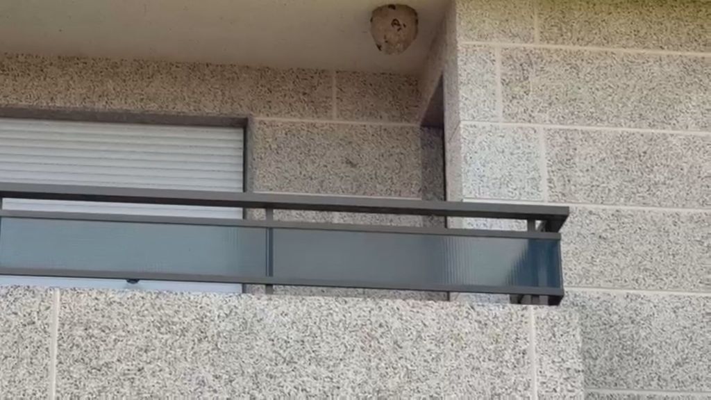 Un mes atrapados en su casa por un nido de avispas velutinas en la terraza de su casa