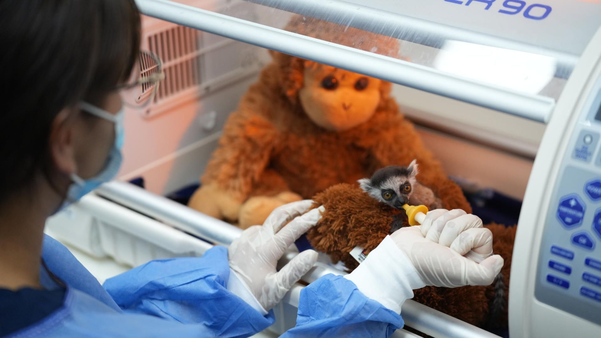 Una cría de lémur se convierte en el nuevo Punch de Colombia: inseparable de su peluche tras ser rechazada por su madre Una cría de lémur se convierte en el nuevo Punch de Colombia: inseparable de su peluche tras ser rechazada por su madre