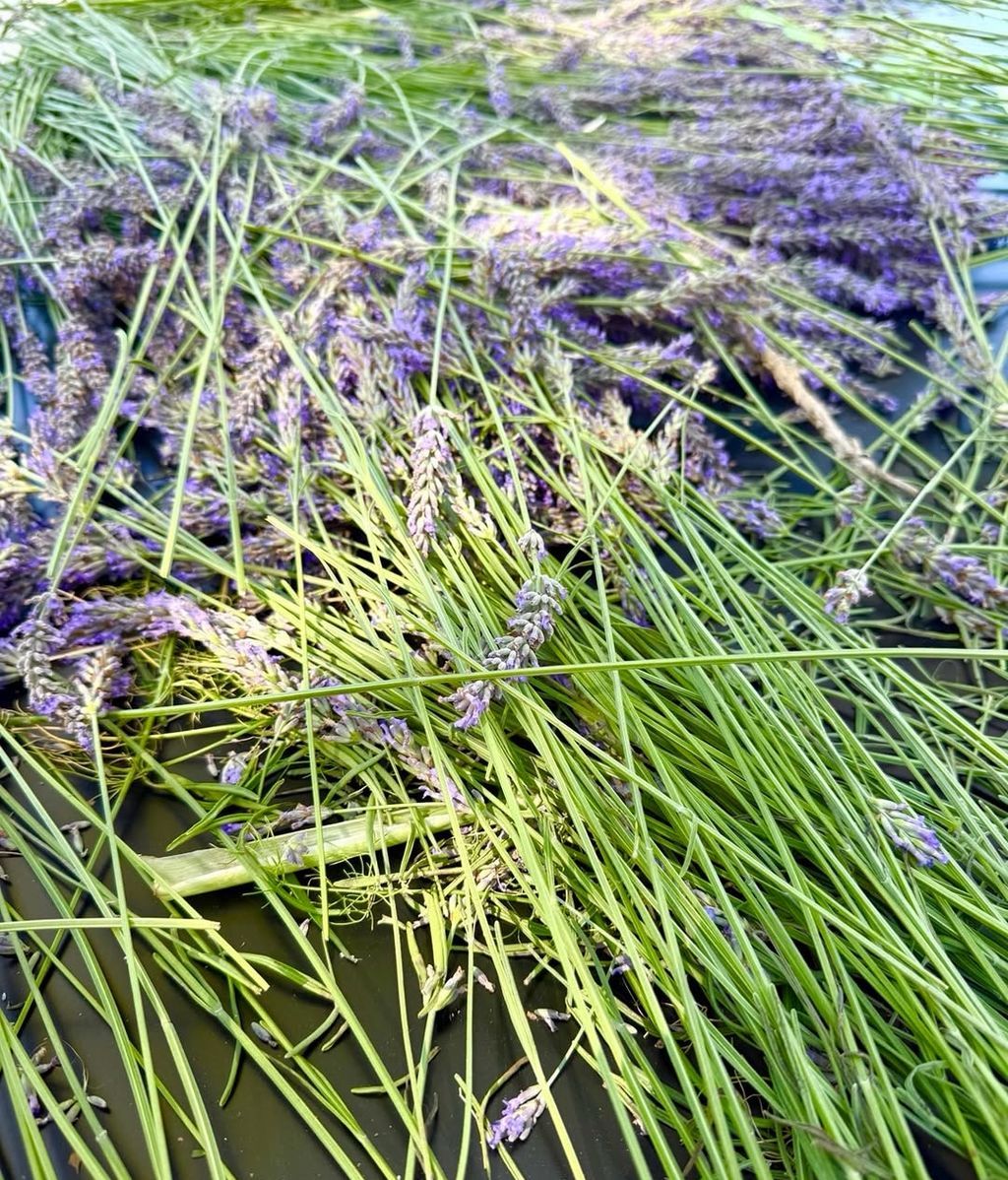Varios ramos de lavanda, una de las plantas favoritas de Lady Di