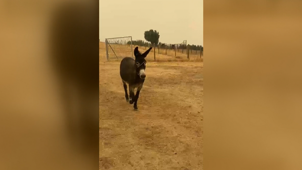 Abren el santuario de animales en Cadalso de los Vidrios, Madrid, ante el peligro de las llamas