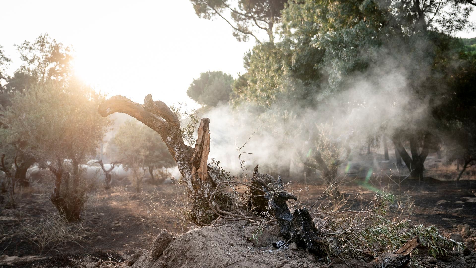 El incendio de la sierra oeste de Madrid reduce su avance durante la noche, aunque aún no está estabilizado El incendio de la sierra oeste de Madrid reduce su avance durante la noche, aunque aún no está estabilizado