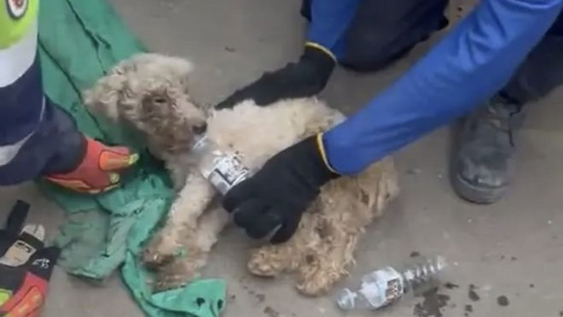 Beily, el perrito rescatado 29 días después del terremoto de La Guaira