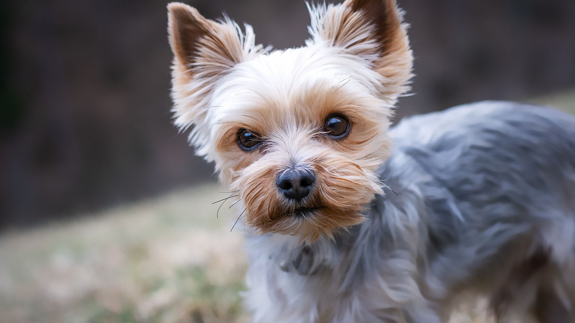 Las señales de alerta de tu mascota en verano: los síntomas por los que tendrías que acudir al veterinario Las señales de alerta de tu mascota en verano: los síntomas por los que tendrías que acudir al veterinario