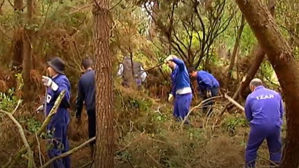 Ley de montes: bulos y dudas sobre cómo y quién debe gestionar el bosque