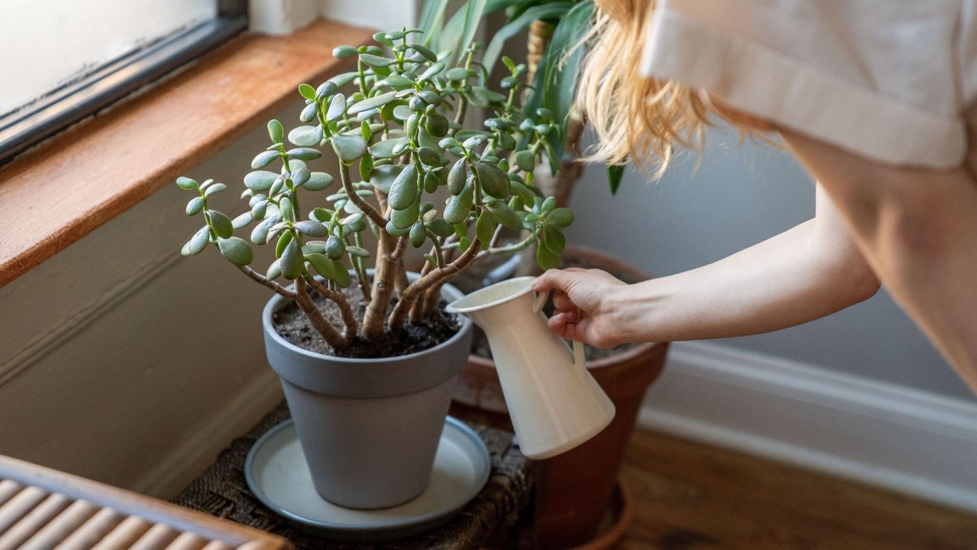 Planta o árbol de Jade cómo cuidarlo en verano para que siga creciendo sano y con hojas brillantes Planta o árbol de Jade cómo cuidarlo en verano para que siga creciendo sano y con hojas brillantes