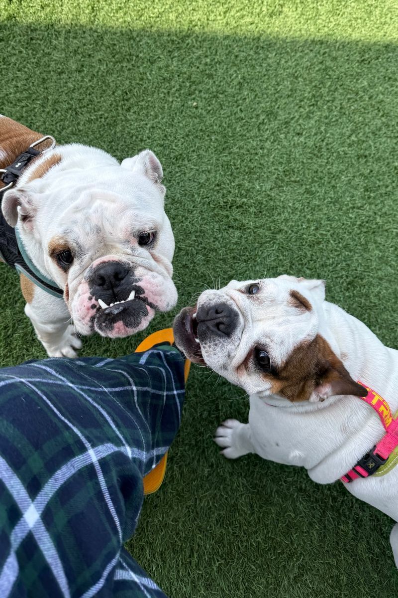 Bimba y Milka, las dos perritas que compartían Nico Williams y Ainhi García