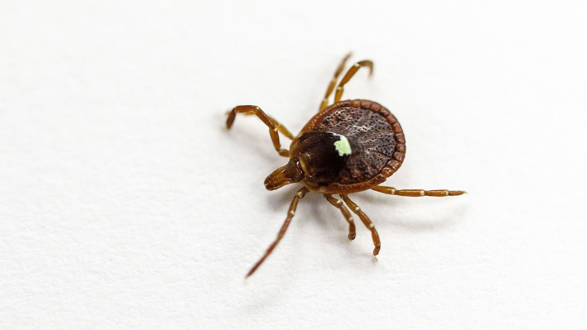 EuropaPress_5229752_may_24_2022_live_specimen_of_the_lone_star_tick_americanum_in_lab_in (1) EuropaPress_5229752_may_24_2022_live_specimen_of_the_lone_star_tick_americanum_in_lab_in (1)