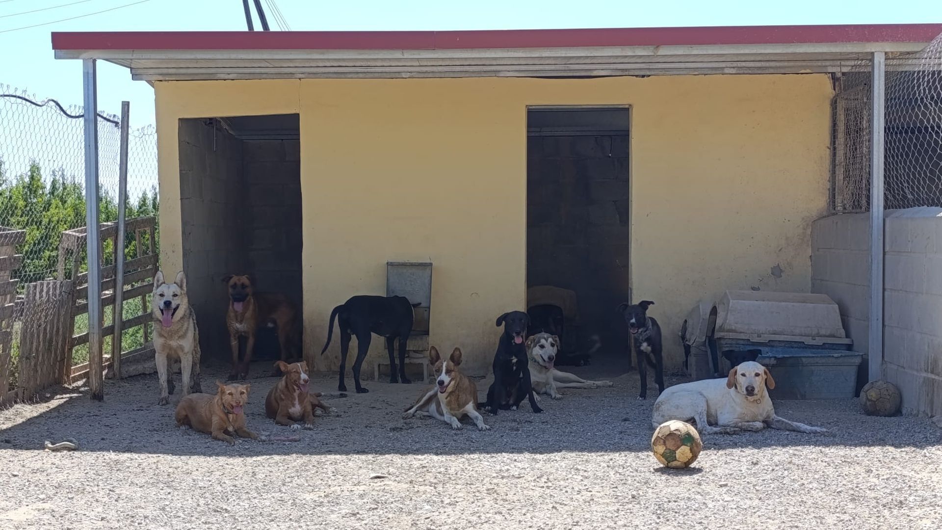 La protectora de animales de Seròs está desbordada La protectora de animales de Seròs está desbordada