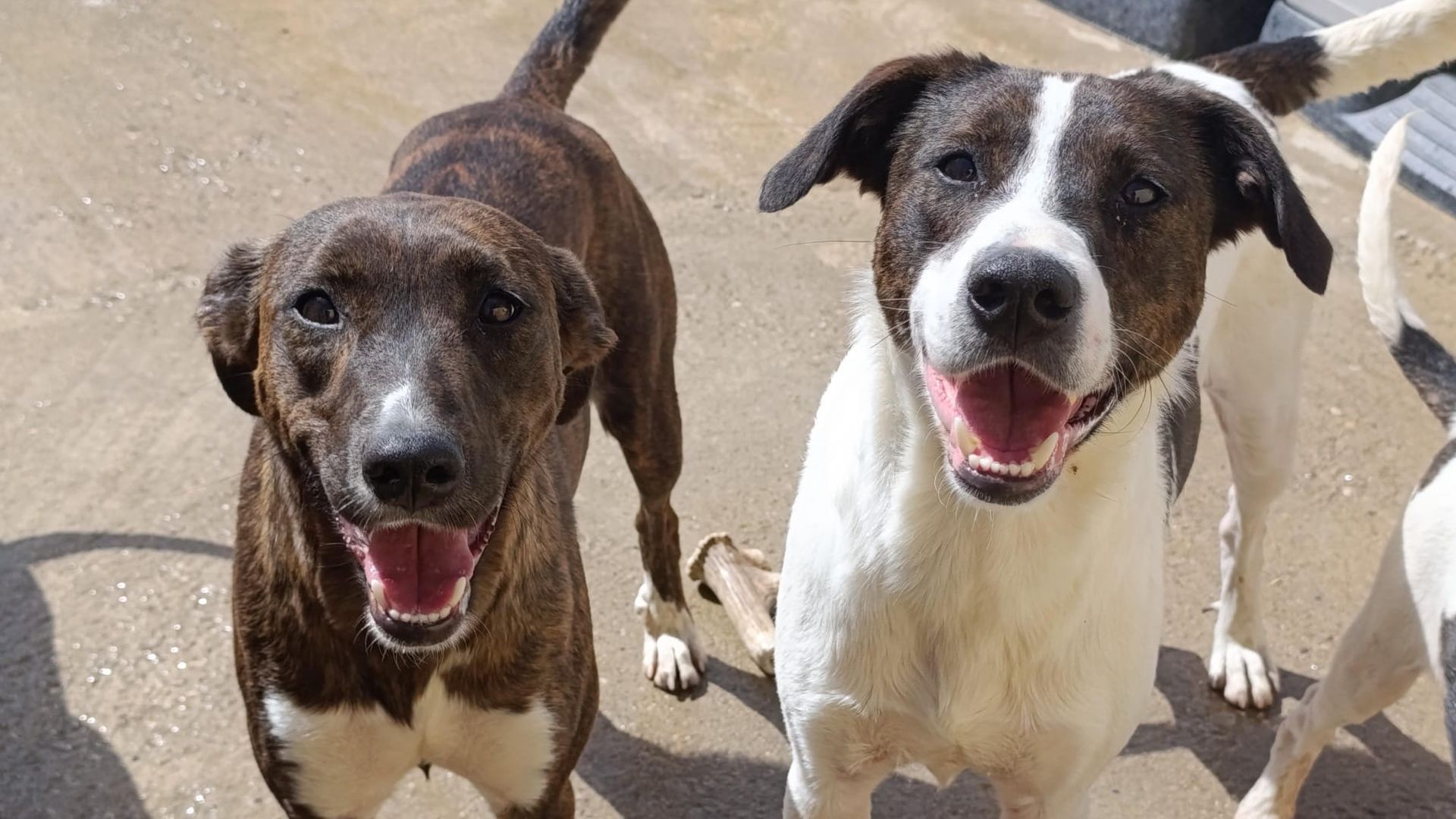 La protectora de Seròs busca adopciones o casas de acogida