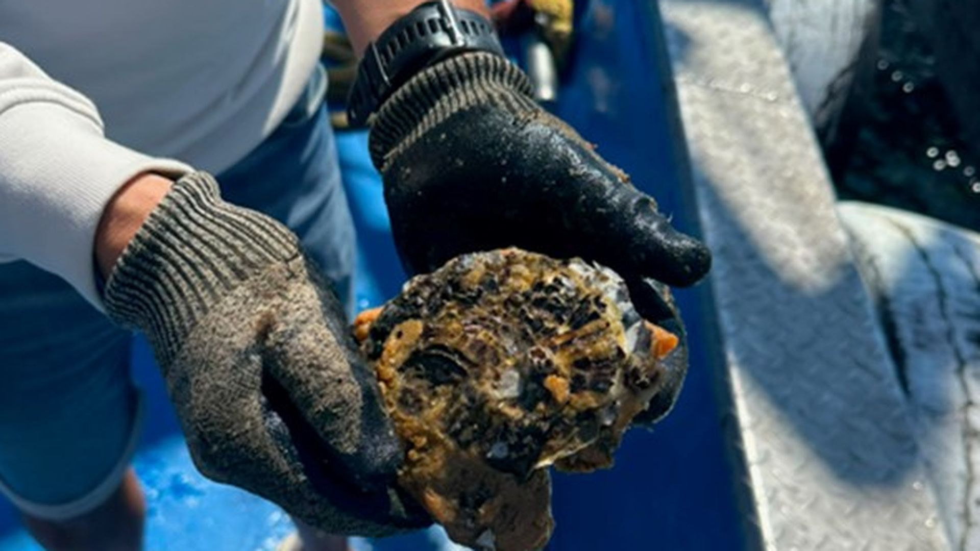 Meaño,  una botella abierta al Atlántico