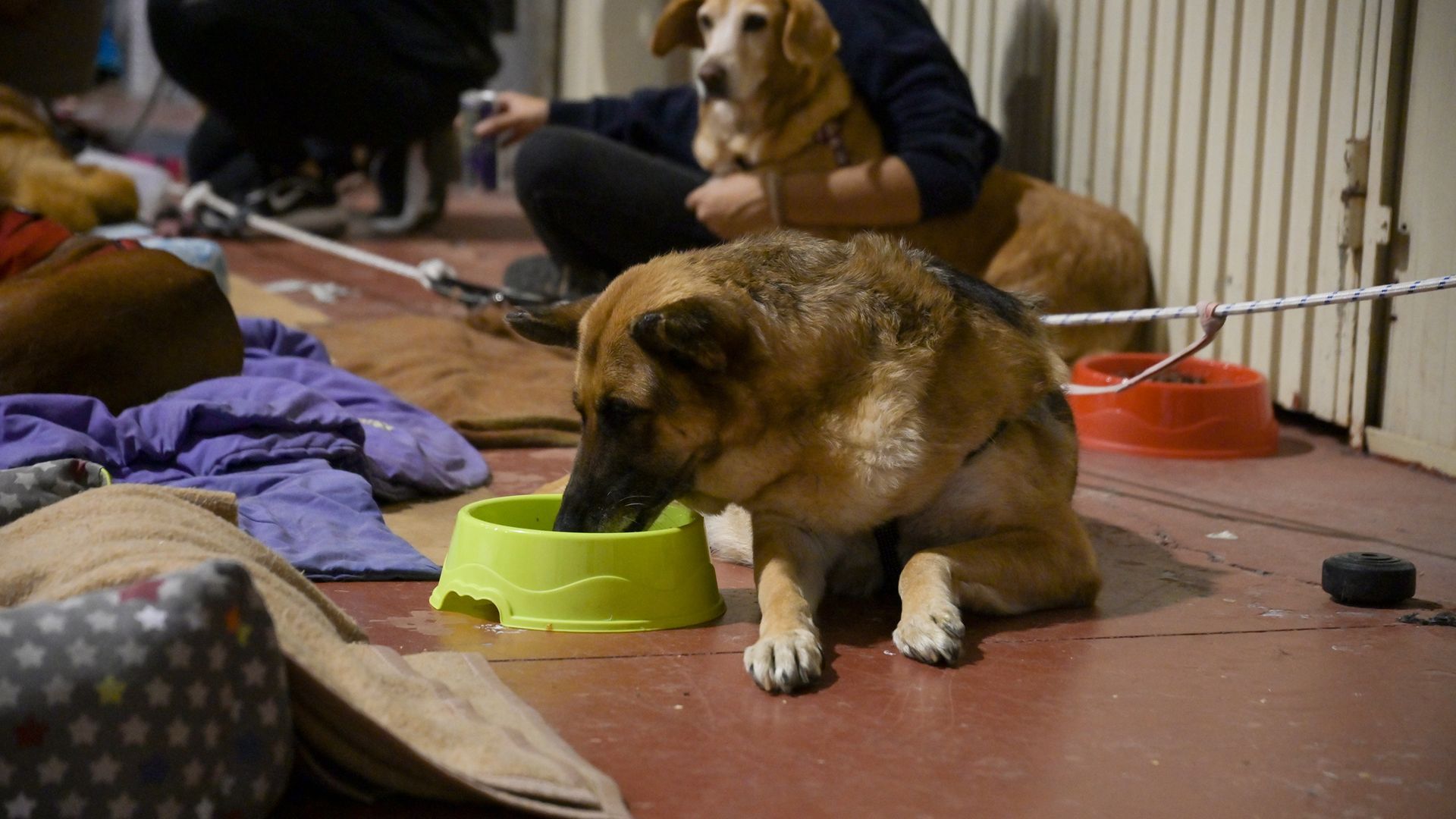 Muchas mascotas se han visto afectadas por los incendios Muchas mascotas se han visto afectadas por los incendios