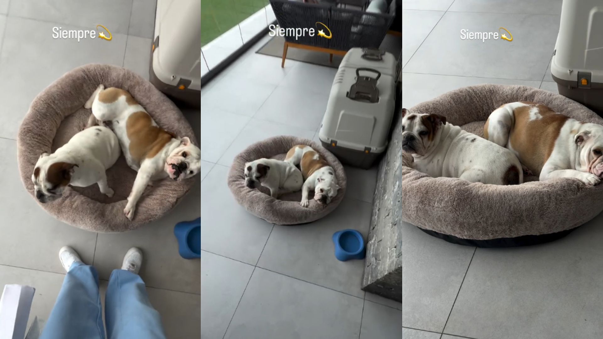Nico Williams ha reaparecido en redes tras su ruptura con un homenaje a Bimba, su mascota con Ainhi García