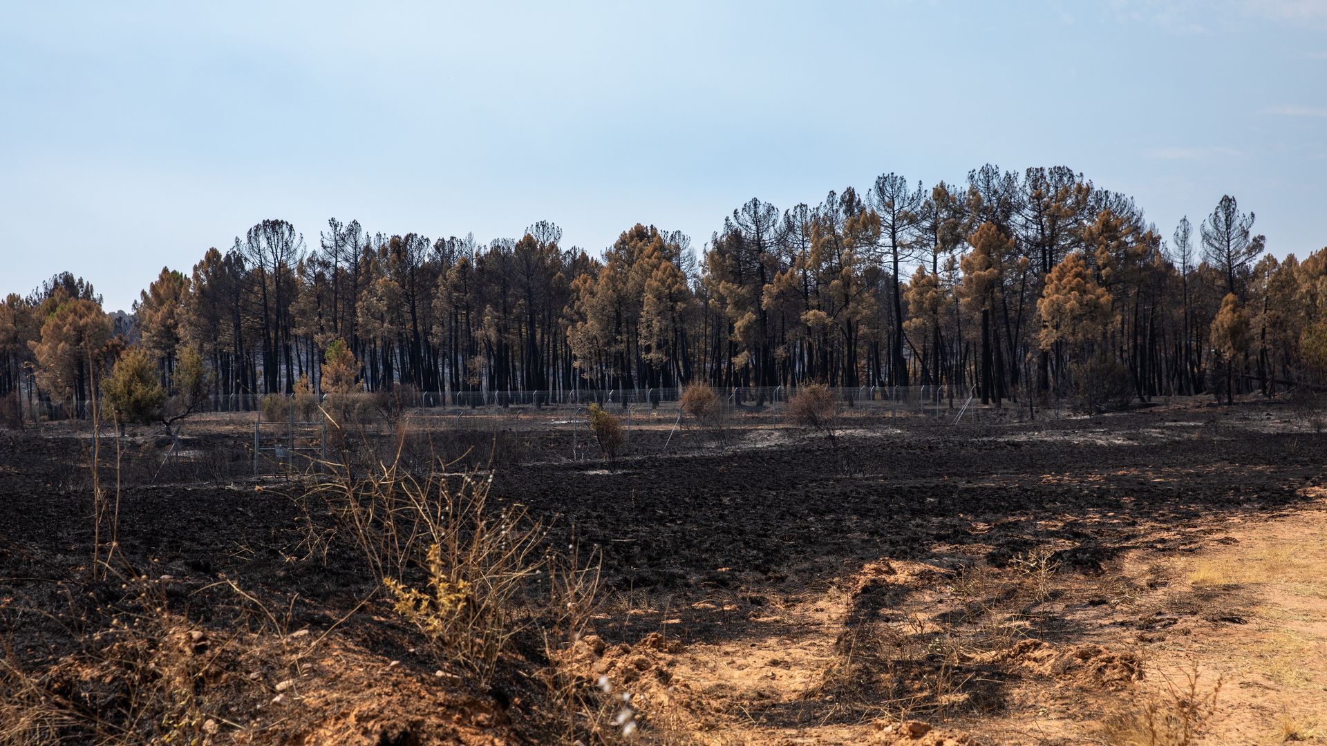 Terreno quemado por el incendio forestal de La Mierla