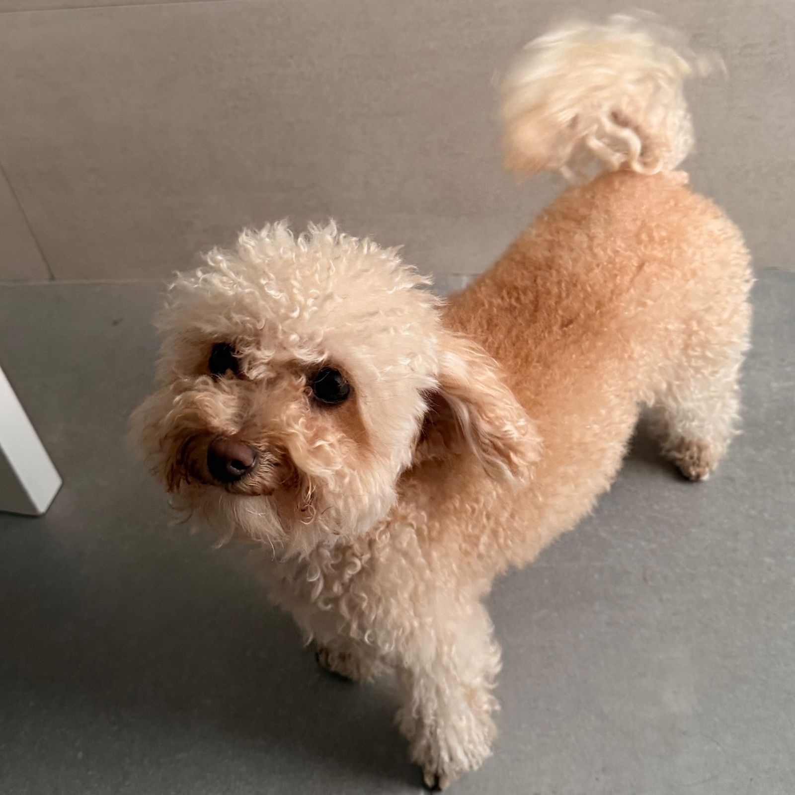 La perrita de Steisy