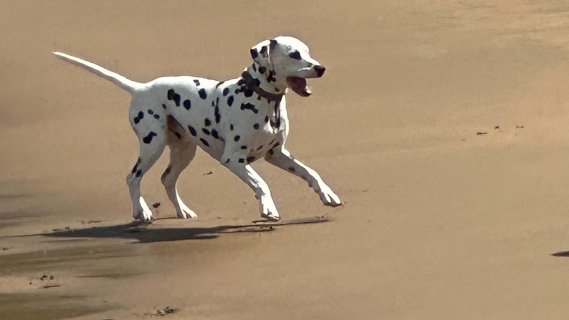 Un perro suelto en la Playa de la Concha, San Sebastián Un perro suelto en la Playa de la Concha, San Sebastián