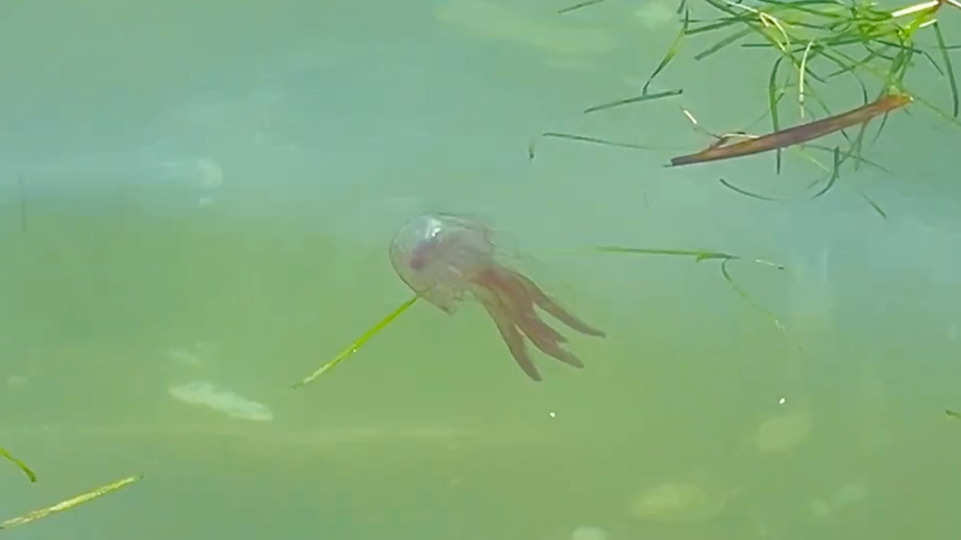 Aparecen en las playas de Almería cientos de medusas clavel, una especie muy urticante: "Cuidado que ni siquiera se ven" Aparecen en las playas de Almería cientos de medusas clavel, una especie muy urticante: "Cuidado que ni siquiera se ven"