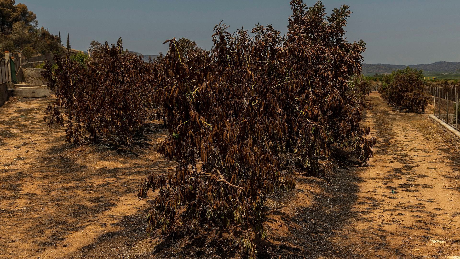 Árboles frutales quemados en el incendio forestal. Árboles frutales quemados en el incendio forestal.