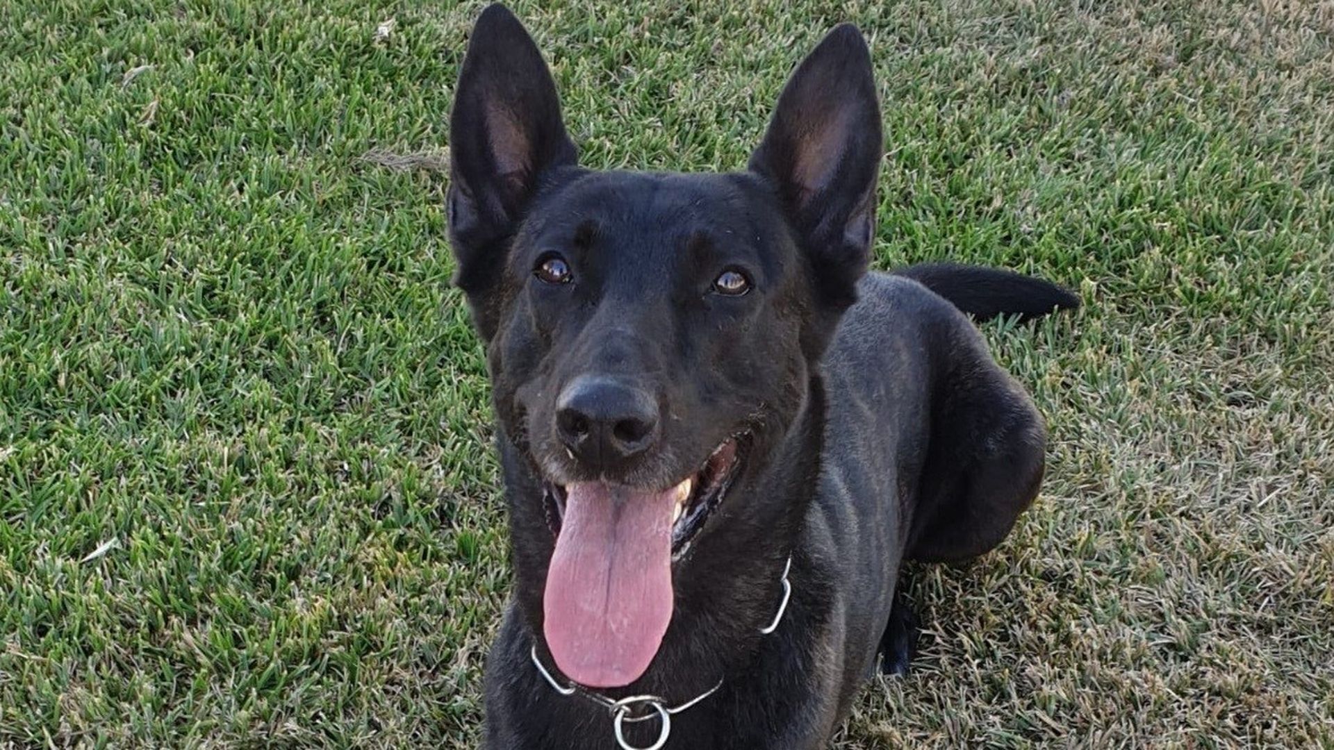 Perro guardia civil Júper, especialista en detectar drogas, recientemente fallecido Perro guardia civil Júper, especialista en detectar drogas, recientemente fallecido