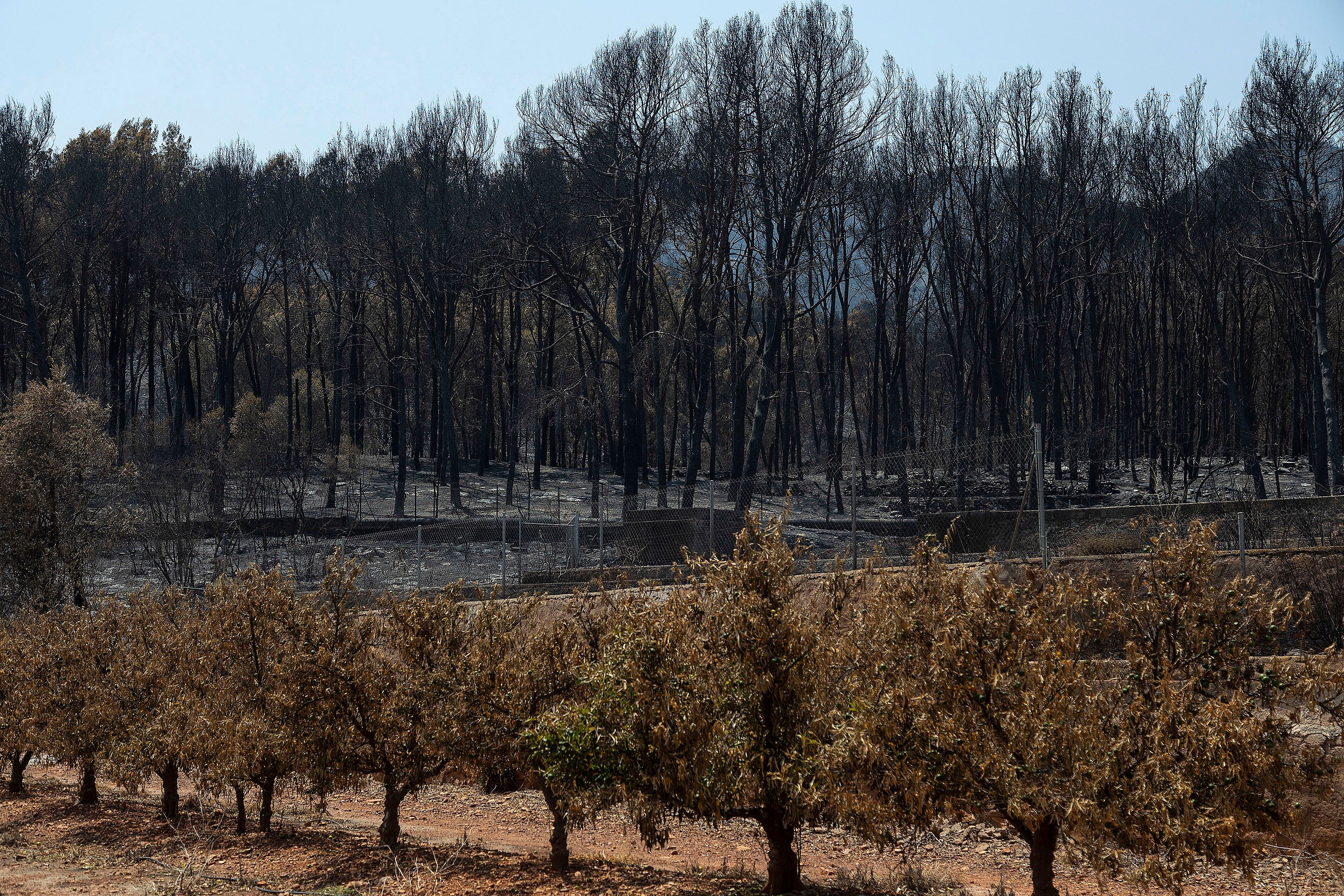 Arboles quemados en el incendio en Castellón