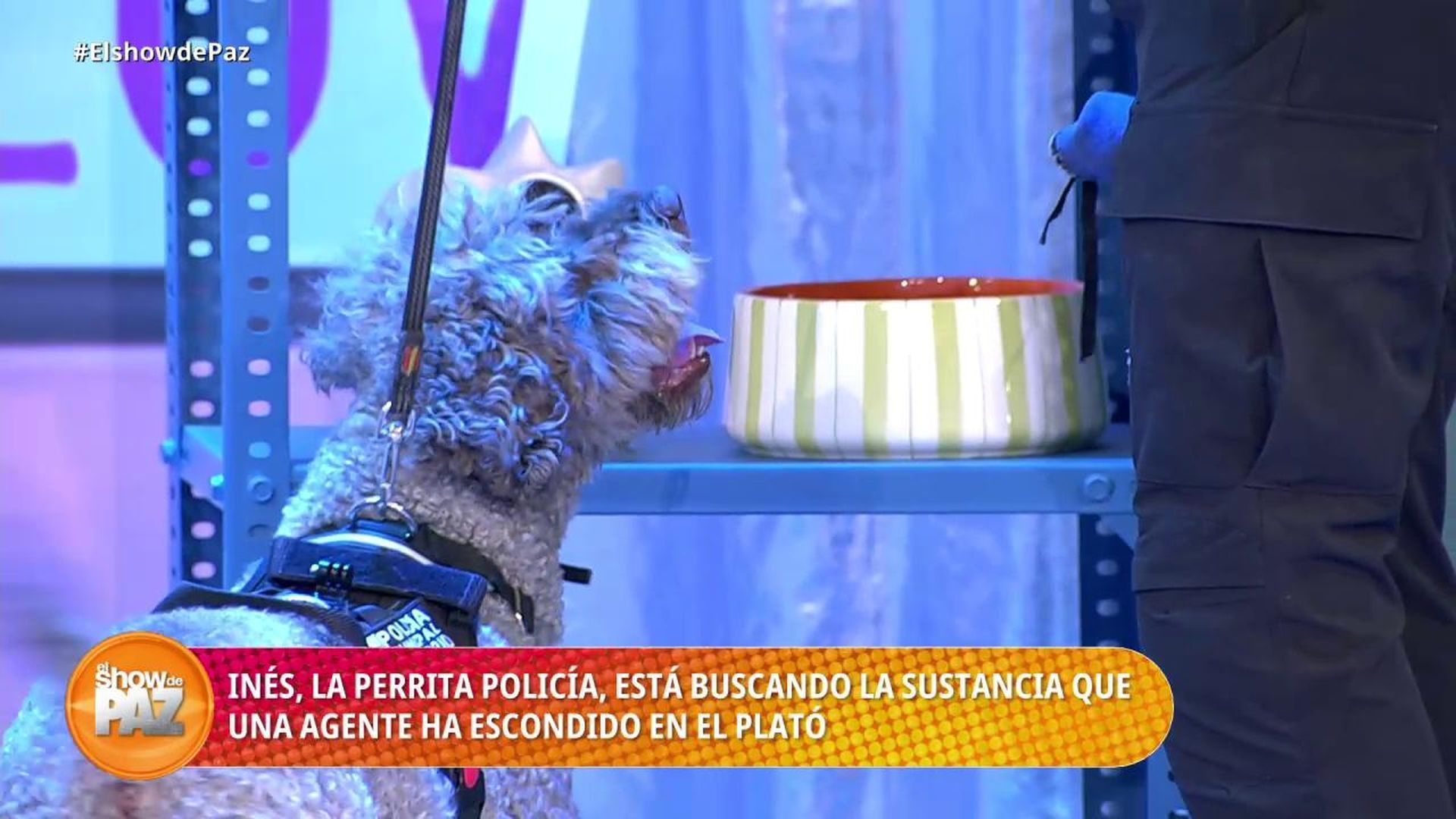 Perrita Perrita