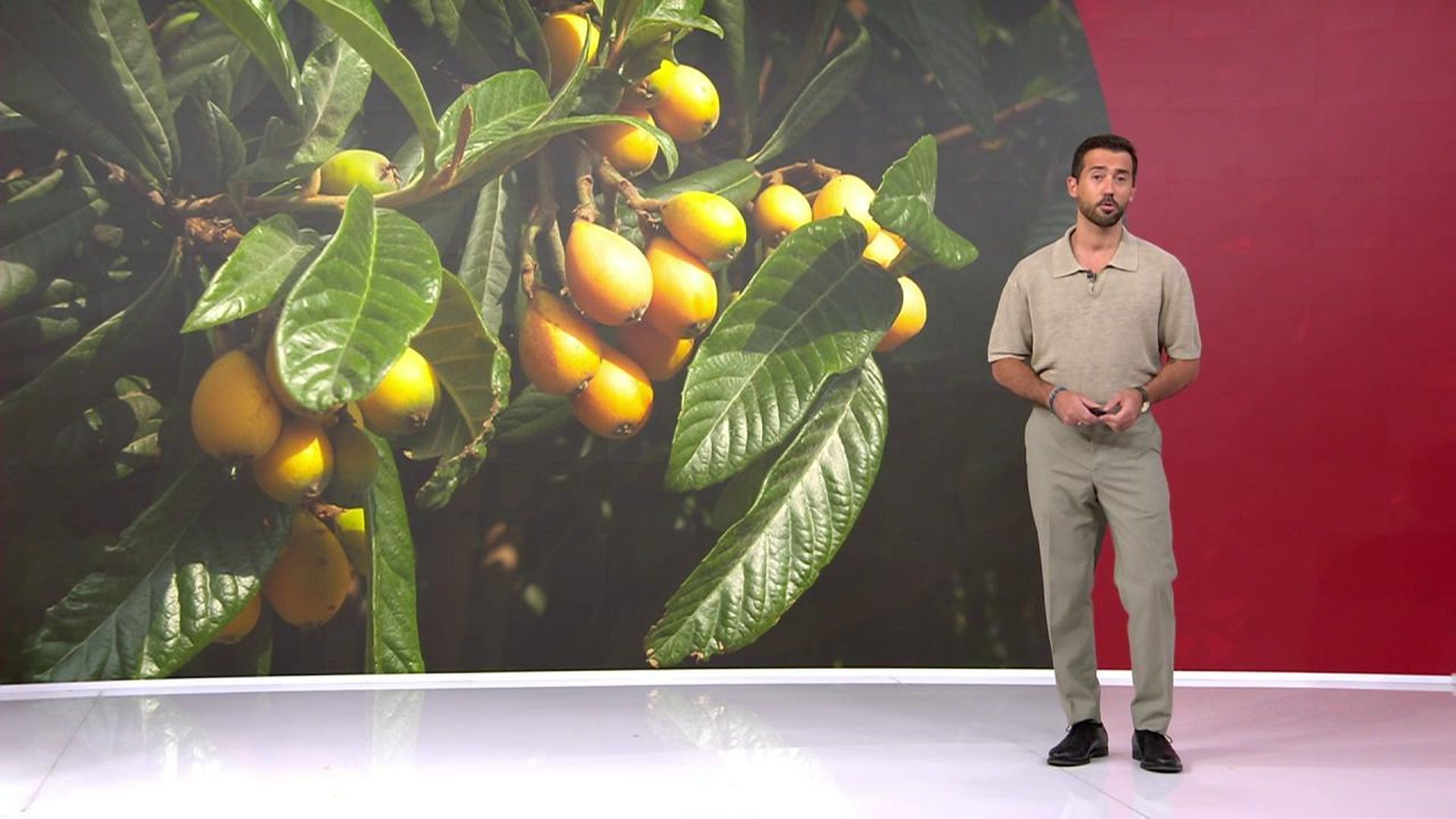 El té y las hojas de níspero: antioxidante, saciador y un complemento digestivo ideal