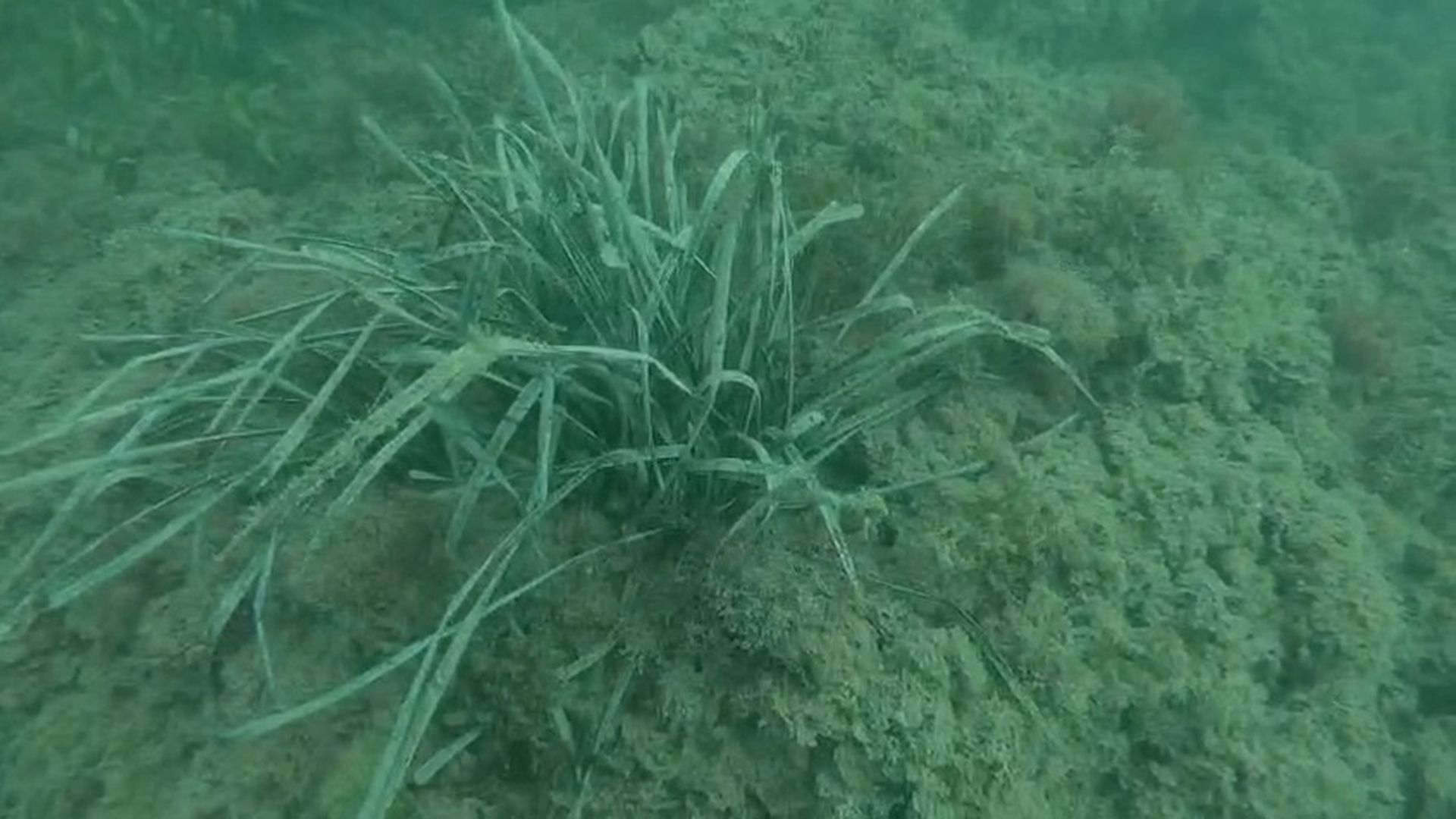 La pradera de posidonia oceánica de Cullera, Valencia, se encuentra en perfecto estado de conservación La pradera de posidonia oceánica de Cullera, Valencia, se encuentra en perfecto estado de conservación