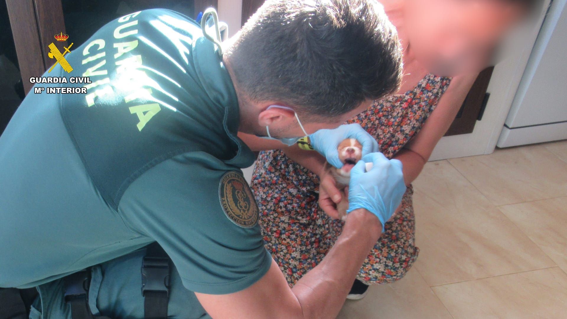 Un hombre está siendo investigado en Cáceres por tirar a un contenedor de basura a siete cachorros de perro vivos