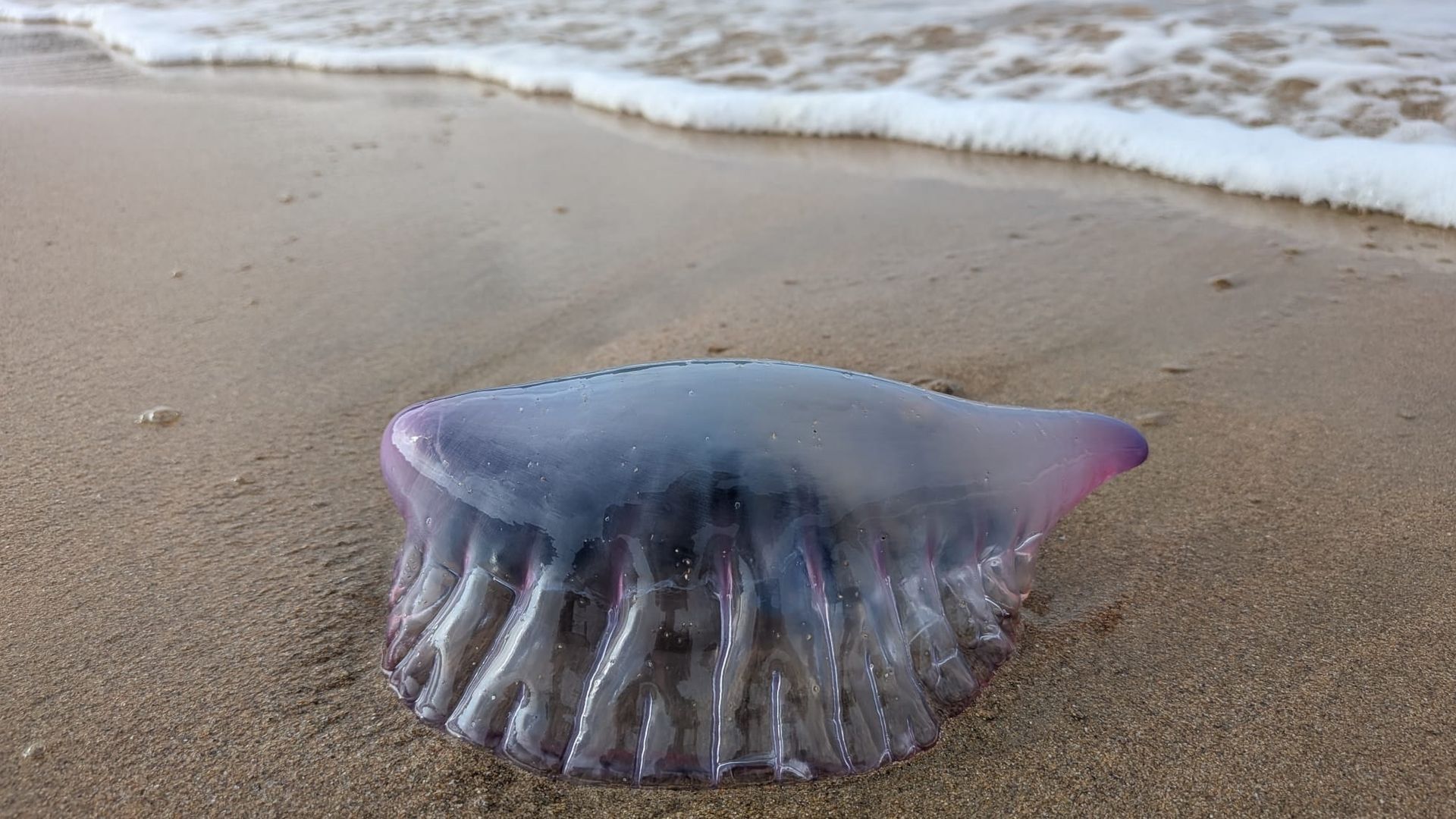 Una invasión de carabelas portuguesas obliga el cierre al baño en una playa en Guipúzcoa: varios heridos, uno de ellos en el hospital Una invasión de carabelas portuguesas obliga el cierre al baño en una playa en Guipúzcoa: varios heridos, uno de ellos en el hospital
