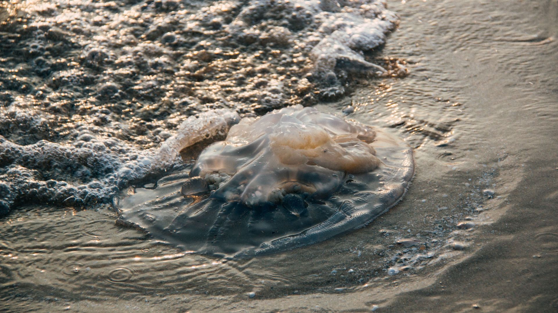 Las playas españolas que deberías evitar si odias a las medusas Las playas españolas que deberías evitar si odias a las medusas