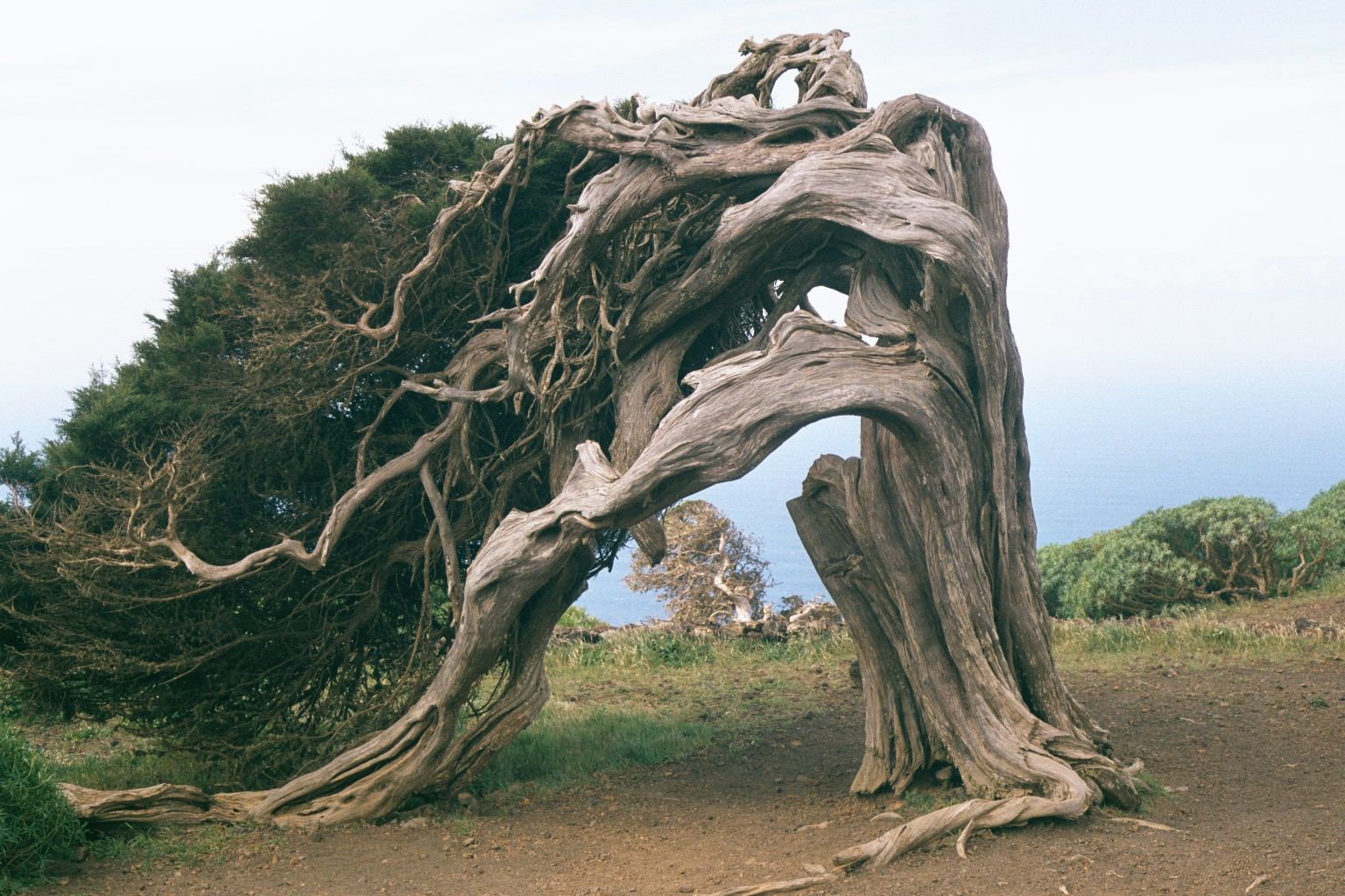 Sabina en El Hierro