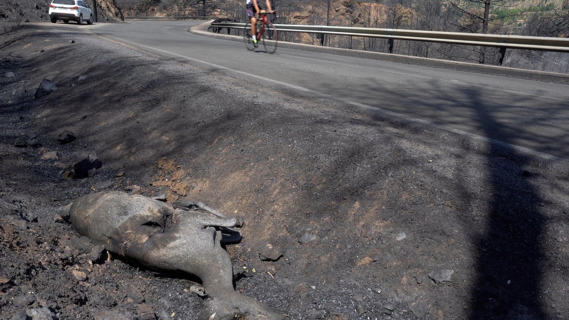 Un ciclista pasa junto a un corzo abrasado por el fuego en la cuneta de una de las carreteras afectadas por el incendio de Burgohondo Un ciclista pasa junto a un corzo abrasado por el fuego en la cuneta de una de las carreteras afectadas por el incendio de Burgohondo