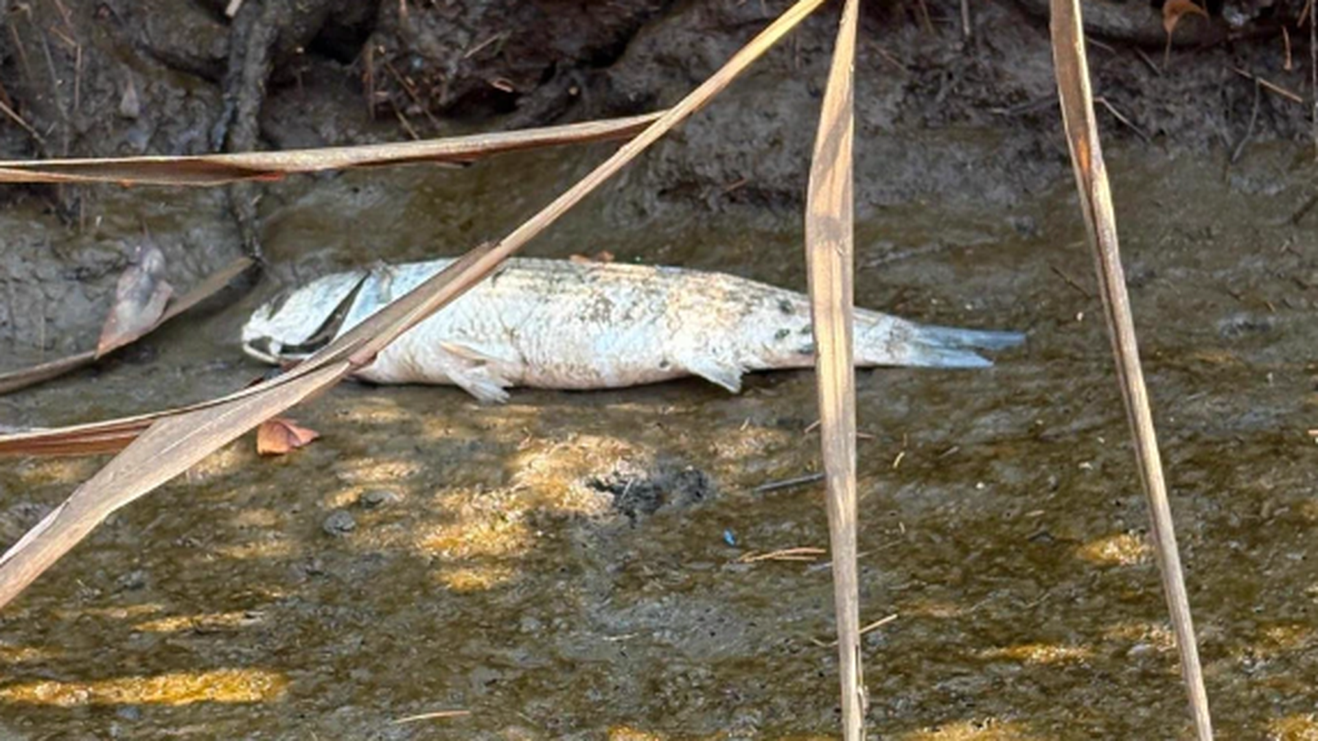 Uno de los ejemplares muertos tras el último vertidos en el río Urumea, denunciado por el grupo ecologista Uno de los ejemplares muertos tras el último vertidos en el río Urumea, denunciado por el grupo ecologista