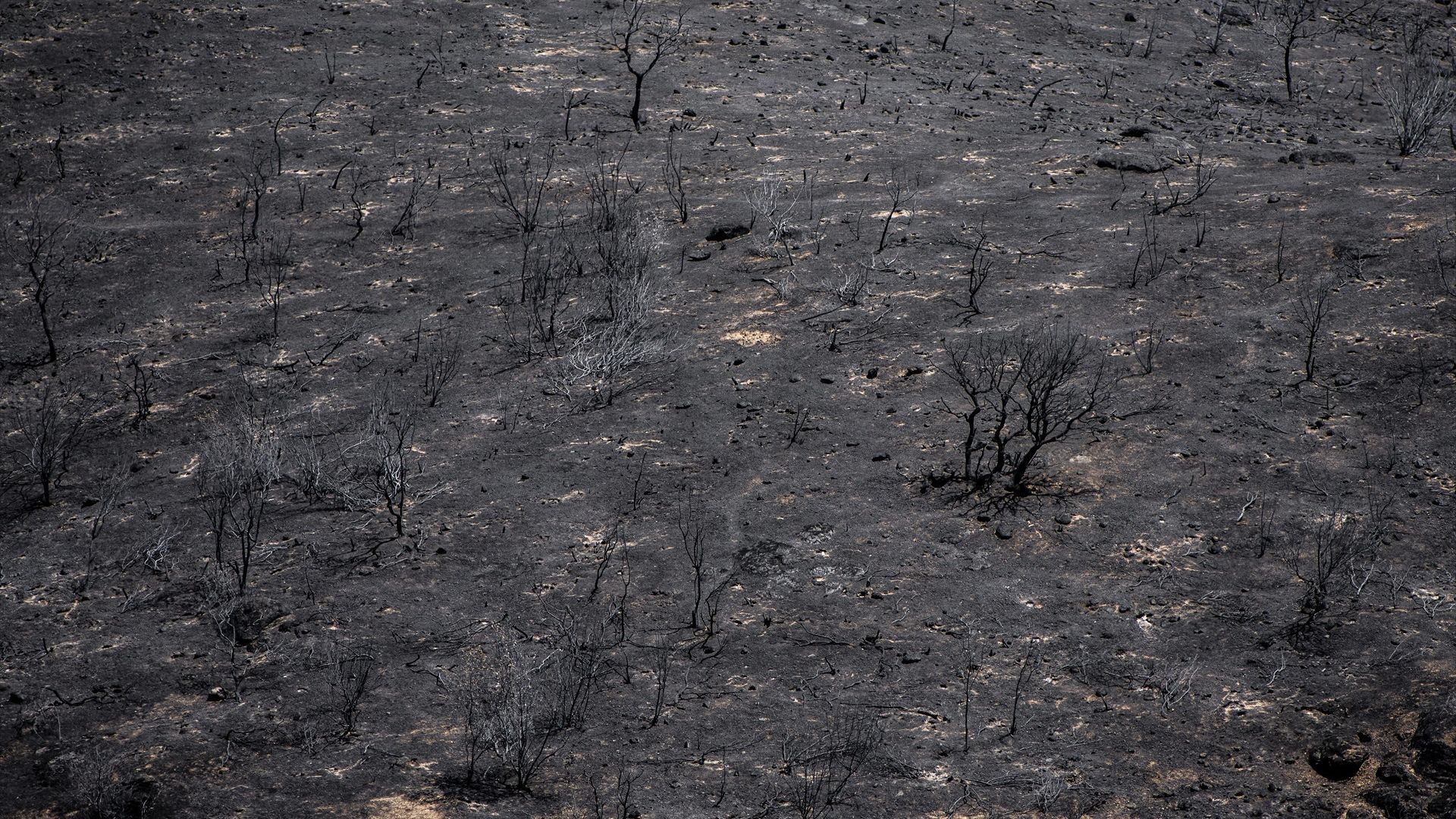 Cifras récord: en España, el fuego ha calcinado una superficie de 194.122 hectáreas en lo que va de 2026, casi seis veces más que en 2025 Cifras récord: en España, el fuego ha calcinado una superficie de 194.122 hectáreas en lo que va de 2026, casi seis veces más que en 2025