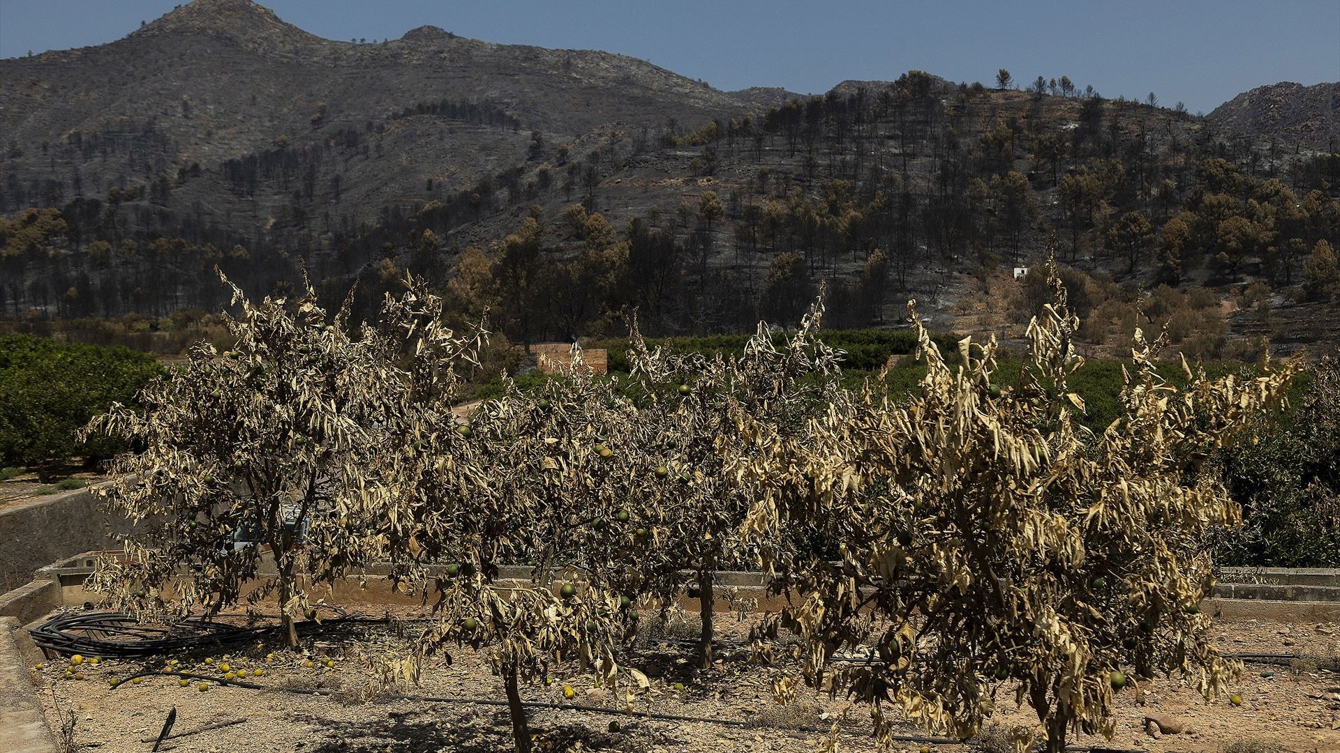 Controlado el incendio de la Vall d'Uixó, en Castellón: el fuego ha calcinado 9.568 hectáreas en el entorno de la Serra d'Espadà Controlado el incendio de la Vall d'Uixó, en Castellón: el fuego ha calcinado 9.568 hectáreas en el entorno de la Serra d'Espadà