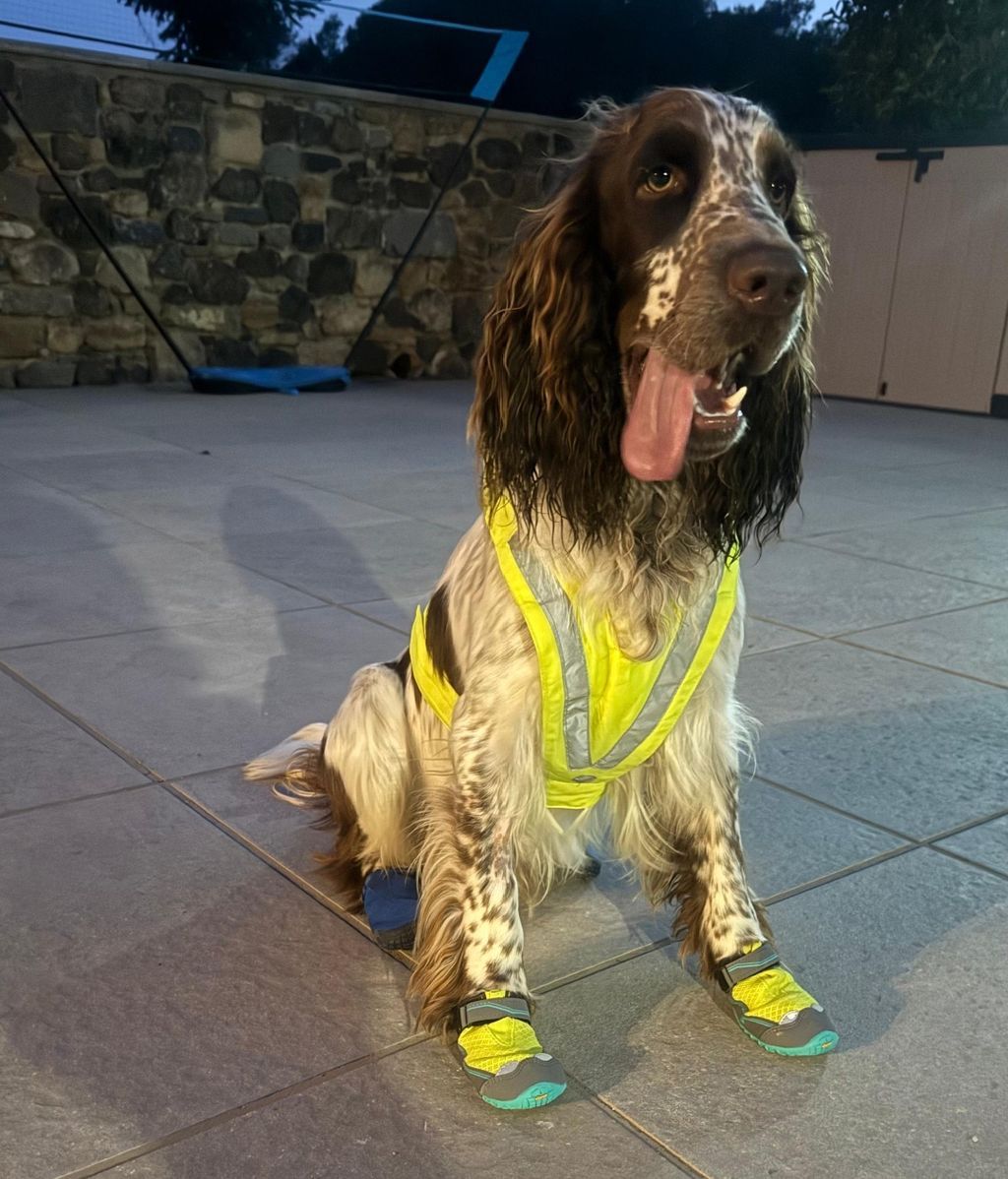 Es el primer perro de los Mossos d'Esquadra para detectar incendios provocados