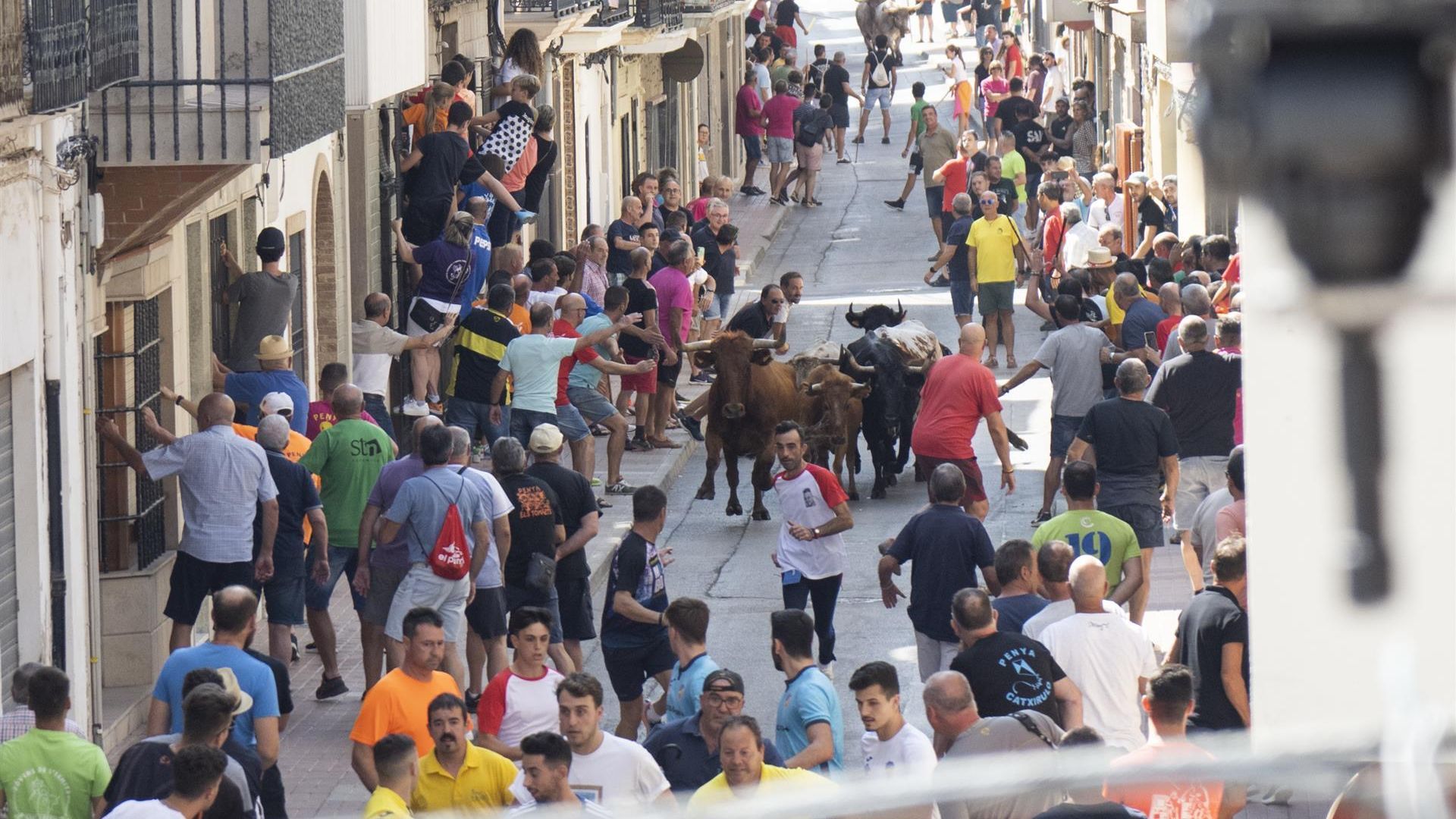 Imagen de archivo de "bous al carrer". Imagen de archivo de "bous al carrer".