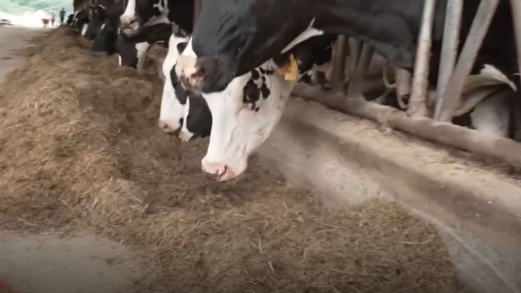La sequía y el estrés térmico reducen la productividad de las vacas hasta 7 litros por día
