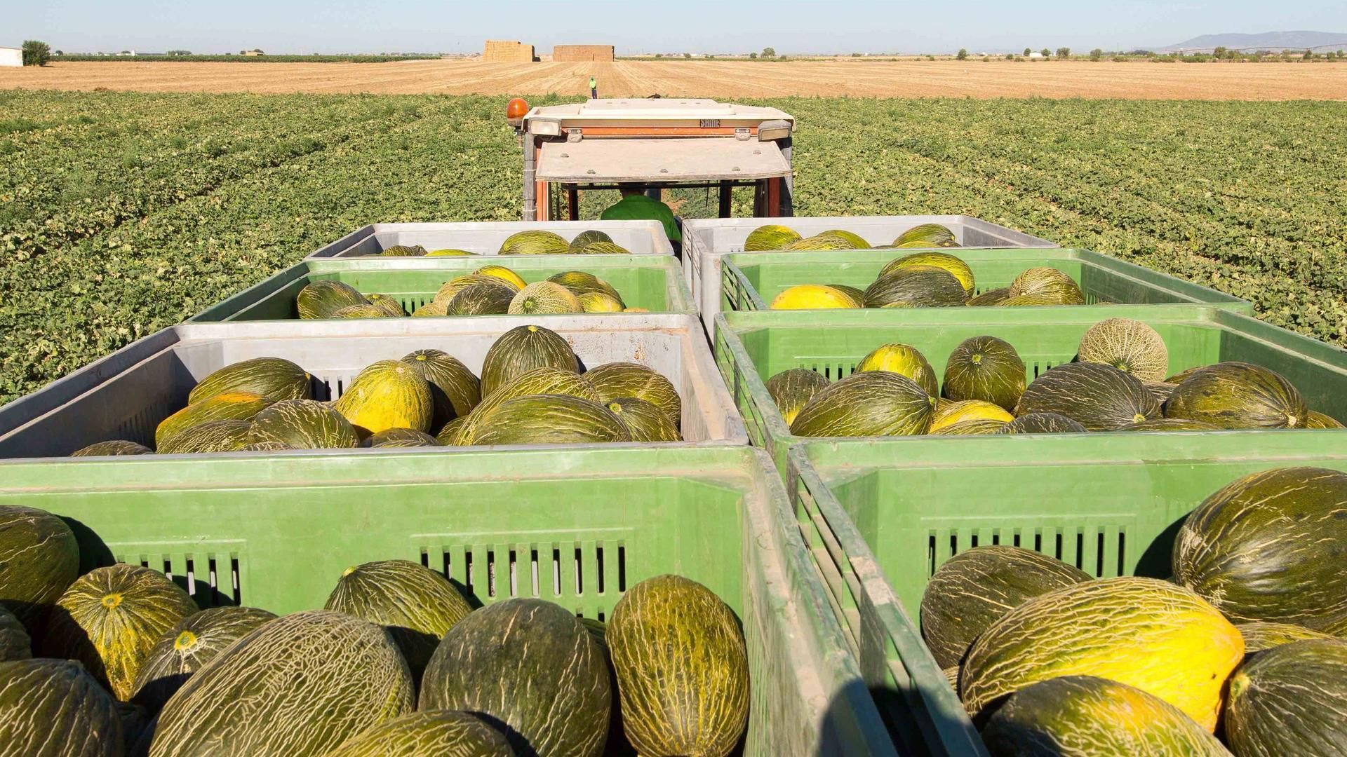 Archivo - Melón, melones, melón piel de sapo