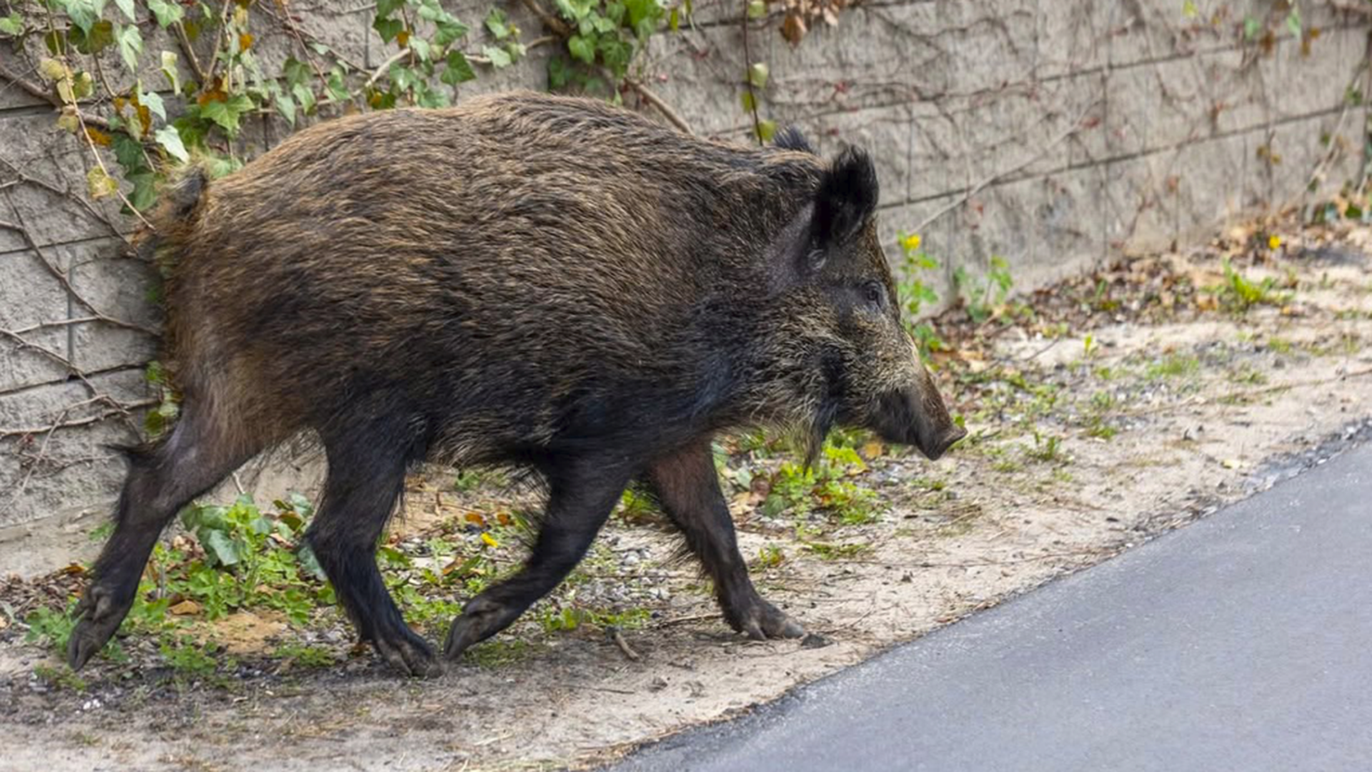 Más del 90% de los jabalíes de Málaga están enfermos: los veterinarios advierten que son un riesgo para las personas Más del 90% de los jabalíes de Málaga están enfermos: los veterinarios advierten que son un riesgo para las personas