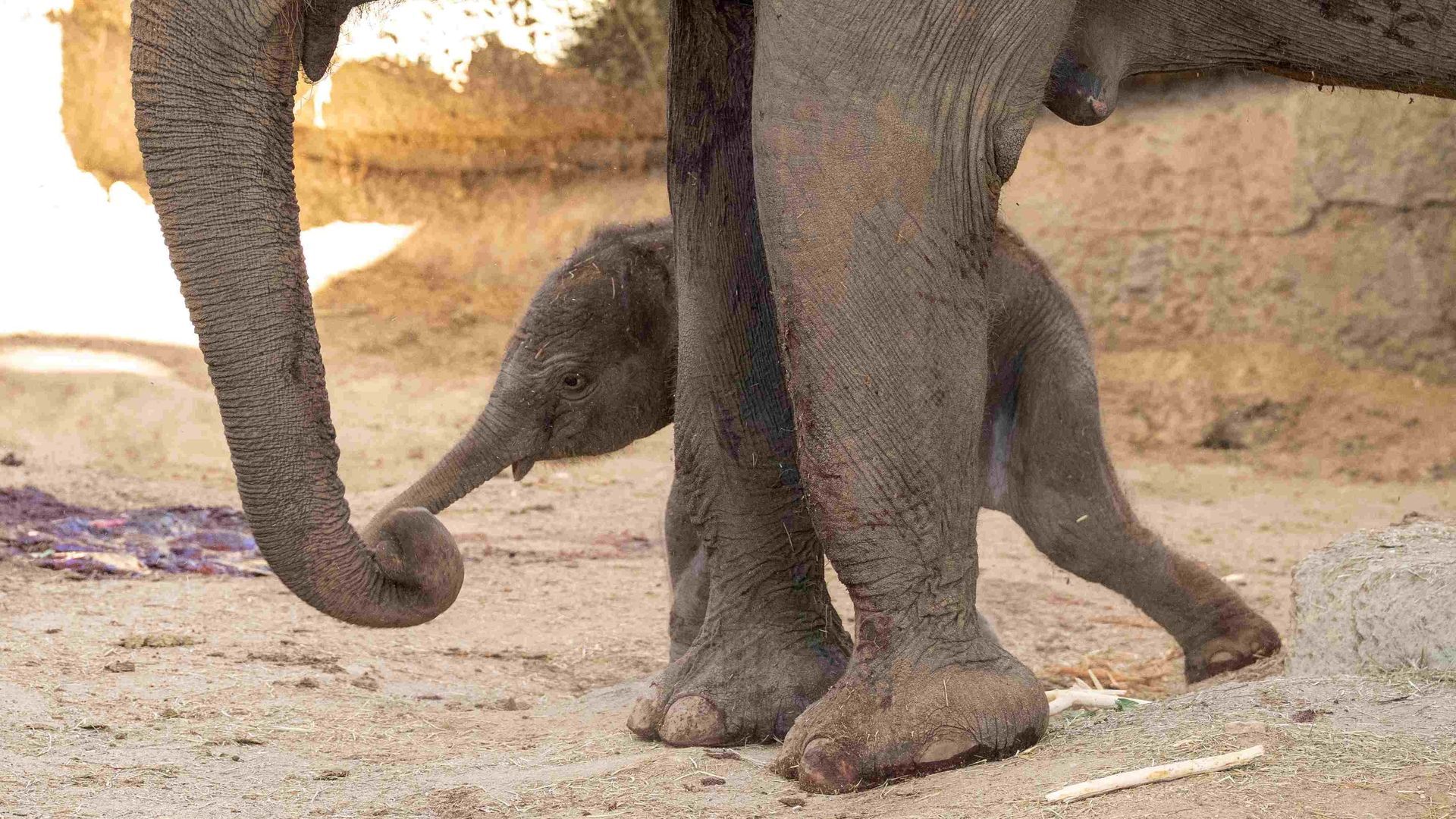 Nace un elefante de Sumatra Nace un elefante de Sumatra